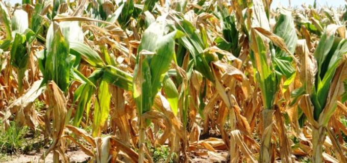 Por sequía y calor, la BCR confirma pérdidas de entre 20% y 40% en los rindes del maíz en el Este