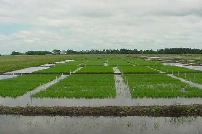 El 75% del cultivo de arroz en Entre Ríos está entre muy buena y buena