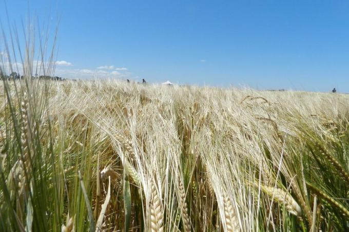Por malas cosechas en otros países: buen año para la cebada argentina