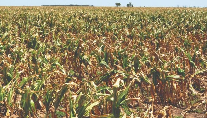 Sin pronóstico de lluvias cercano, peligra la recta final de siembra de soja, maíz y sorgo