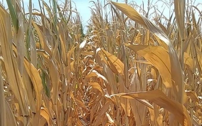 Dura crónica sobre la agonía de los cultivos en Entre Ríos, donde en diciembre llovió solo 12% de lo normal