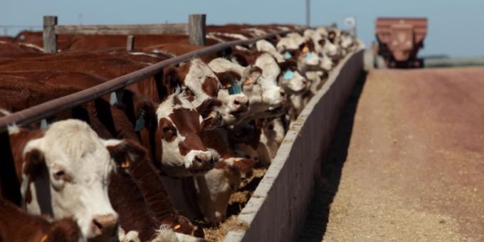 Los feedlot arrancaron 2022 a plena pérdida, pero crece el encierro ante la falta de campos