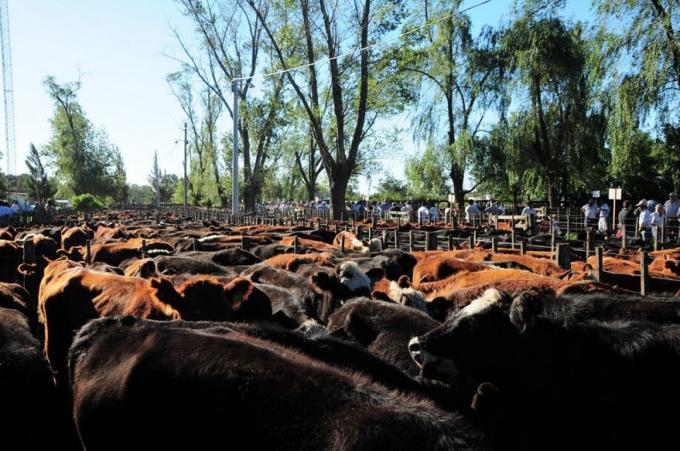 La resolución del Senasa que tiene en vilo a las ferias ganaderas del interior