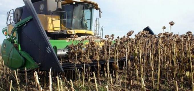 Ya se cosechó 10% del girasol y se mantienen las estimaciones… por ahora