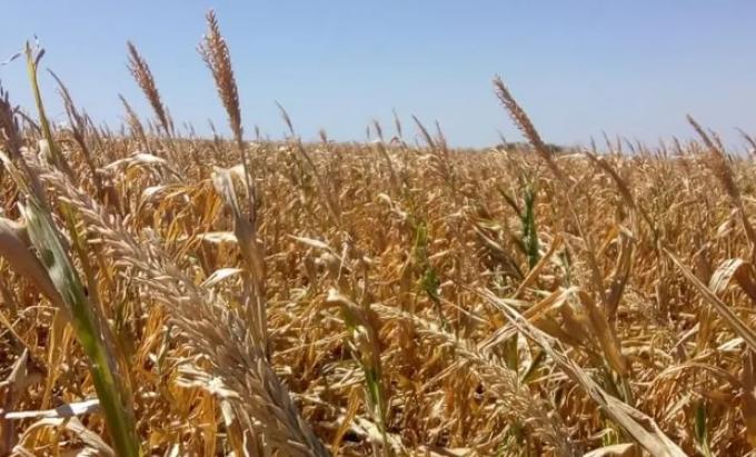 Productores autoconvocados piden la eliminación de las retenciones