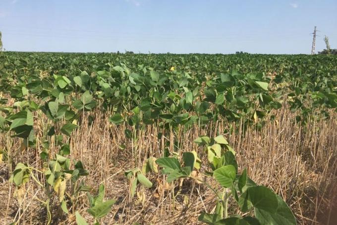 Córdoba: la mitad de la soja y el maíz sembrados temprano están afectados por el calor y la sequía