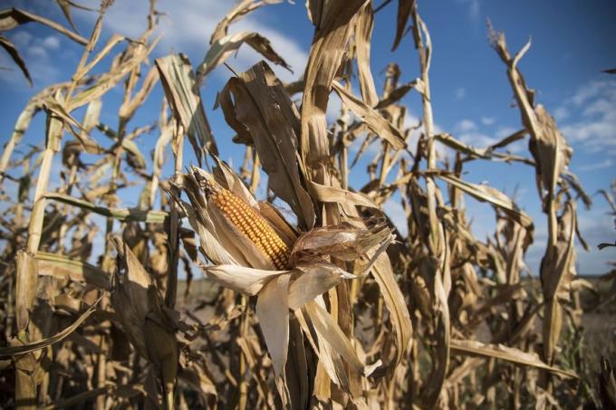 Por qué la emergencia agropecuaria puede no ser efectiva