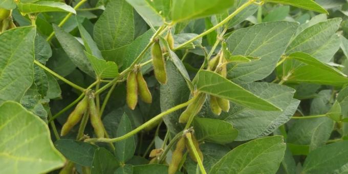¿Por qué en 2021 hubo un récord histórico en la inscripción de cultivares de soja en la Argentina?