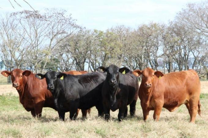 Brangus pidió que los gobiernos actúen con responsabilidad y celeridad para ayudar a los productores