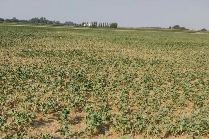Reclaman que se declare la emergencia agropecuaria en Buenos Aires y en Entre Ríos