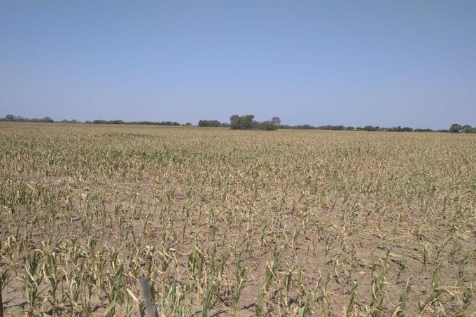 Las últimas lluvias y las pronosticadas frenan una recorte mayor de la producción