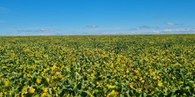 Poroto bendito: En 2021 las exportaciones argentinas del complejo sojero representaron casi el 30% del total