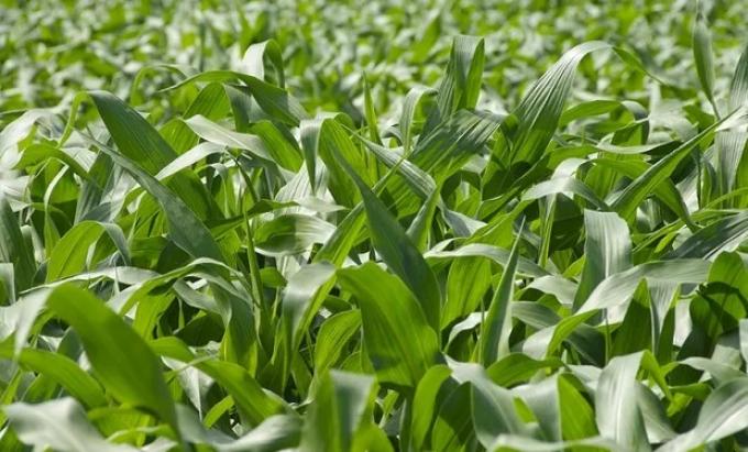 Las lluvias llegaron tarde: El 59% del área de maíz temprano argentino sigue en condiciones malas a regulares