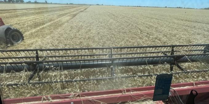 Gracias a la intervención de mercado el trigo es el cultivo que más poder de compra perdió con la suba sideral del precio de los fertilizantes