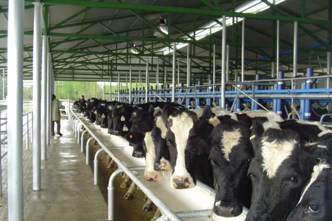 Concentración lechera: Los 500 tambos grandes producen más que los 5.000 tambos pequeños