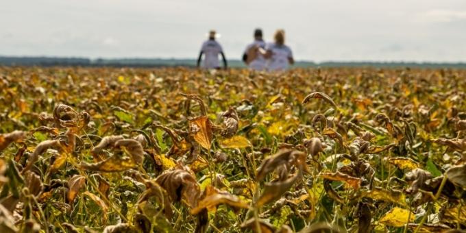 Un 22% del área total de soja brasileña asegurada denunció siniestros por sequía