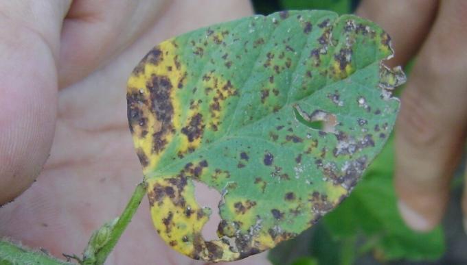 Con la soja ingresando en período crítico, las manchas foliares presionan