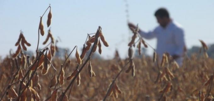Estiman caídas en exportaciones de granos de hasta U$S 2.500 millones