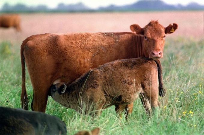 Una hoja de ruta para la inseminación artificial a tiempo fijo