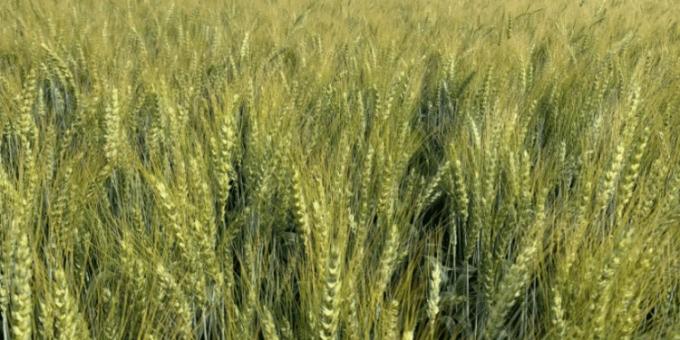 Ya se registraron exportaciones de trigo 2022/23 por 1,37 millones de toneladas cuando faltan más de dos meses para el inicio de la siembra