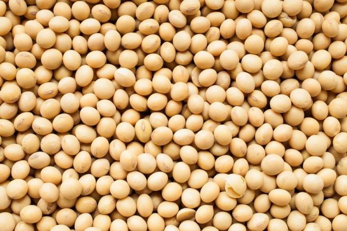 Soja: el magro porcentaje que el productor argentino recibe de lo que vale en el mundo