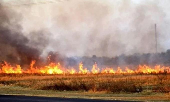Avanzó contra todo lo que estaba a su paso para salvar a las vacas del fuego