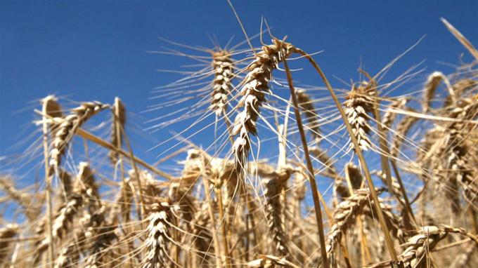 Trigo: el volumen con precio por fijar toca un máximo histórico