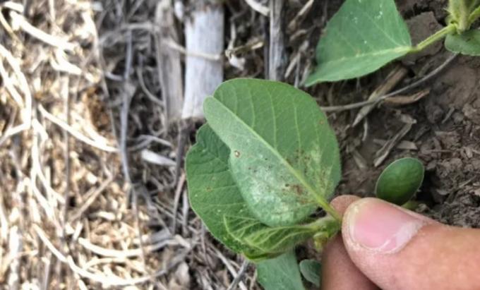 Trips y arañuelas: las principales plagas a monitorear