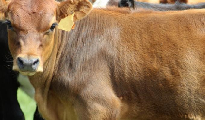 El gobierno uruguayo implementó un “hotel de terneros” para recibir animales provenientes de campos afectados por desastres climáticos