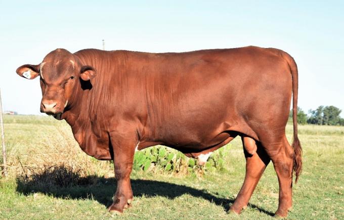 Seneford, la nueva raza argentina que se presentará en Expoagro