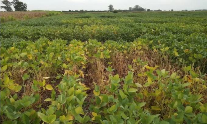 Reservas de humedad deficitarias: las condiciones se mantienen en parte de Buenos Aires y La Pampa