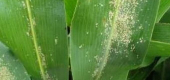 El Senasa declaró la emergencia fitosanitaria por la plaga del pulgón amarillo del sorgo