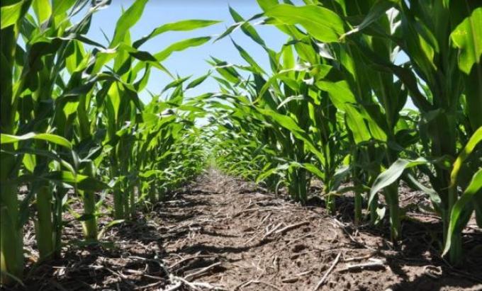 Se vuelve a disparar la urea: sin oferta, el precio local supera los US$ 1.300 la tonelada