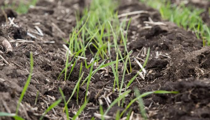 Bioinsumos: ¿el “auto eléctrico” del agro?