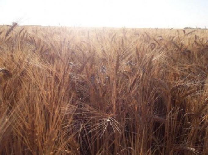 El Inta presentó una nueva variedad de trigo de calidad panadera