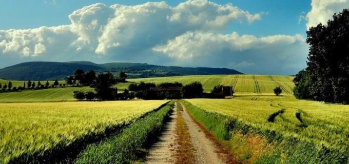 Las oleaginosas y el maíz se perfilan con buenos rindes en en el suroeste bonaerense y La Pampa