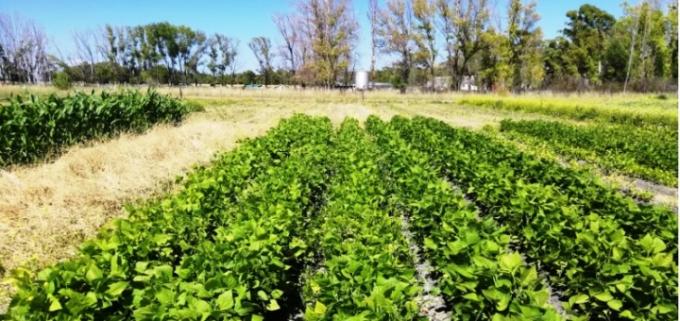 Evalúan en Río Negro la producción legumbres para nutrición animal