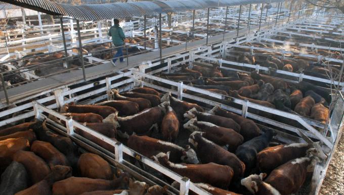 Chau Mataderos, hola Cañuelas: últimos días de remates de vacas en la ciudad de Buenos Aires