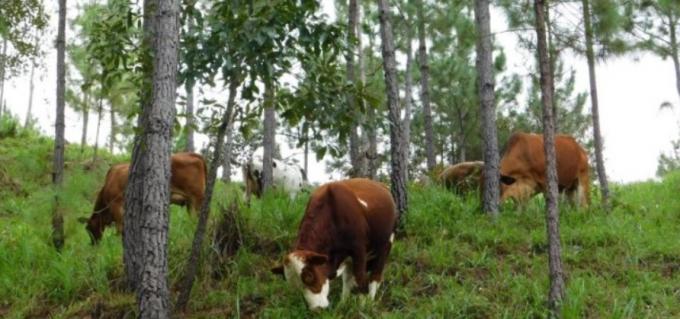 Misiones: Se recuperaron los pastizales, pero ganaderos siguen con pérdidas