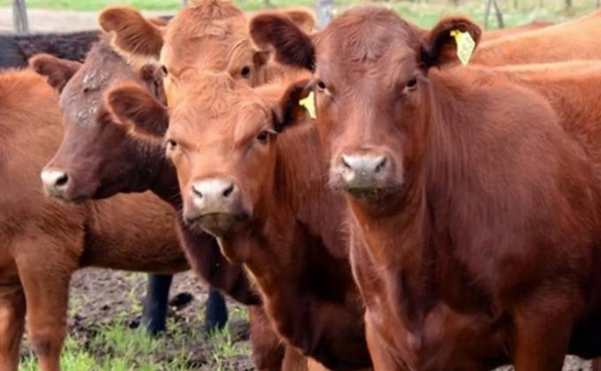 Reclaman que el Senasa le “ponga una fecha” a la prórroga de una resolución sanitaria