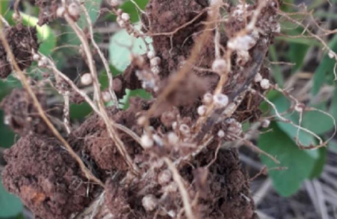 ¿Se podrá? Un grupo de científicos estadounidenses quieren lograr cereales que puedan realizar fijación biológica de nitrógeno