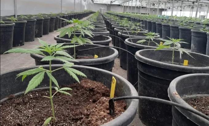 Diputados: el proyecto regulatorio para la industria del cannabis obtuvo dictamen