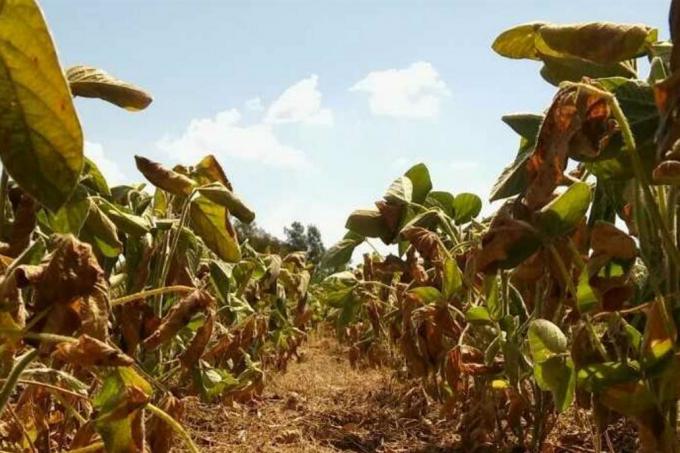 Santa Fe lanzó tres líneas de créditos para los productores afectados por la sequía