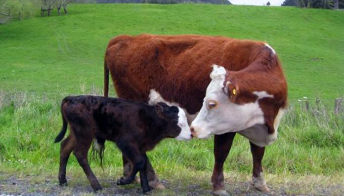 El Gobierno propone aumentar la producción de carne en 600 mil/tn hacia 2030