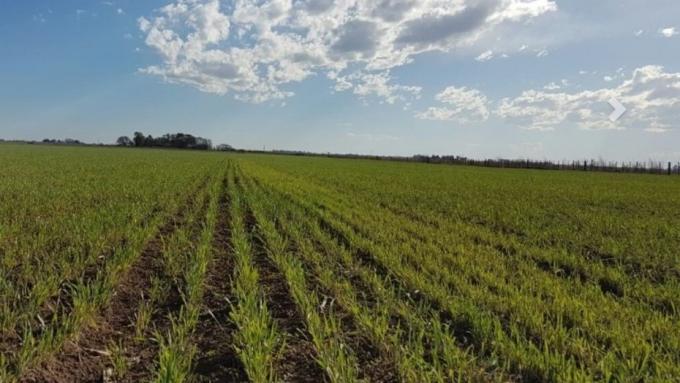Un desafío de rindes en trigo que dejó a todos con la boca abierta
