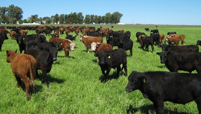 “Estamos orgullosos de lo que hacemos”, dicen los integrantes de una nueva asociación de productores de carne a pasto