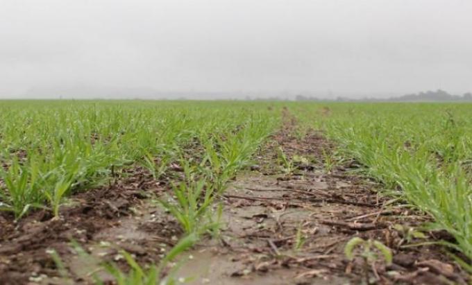 ¿Sembramos trigo?: una pregunta que no tiene una respuesta general