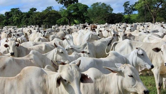 Paraguay se apresta a exportar carne bovina a Estados Unidos