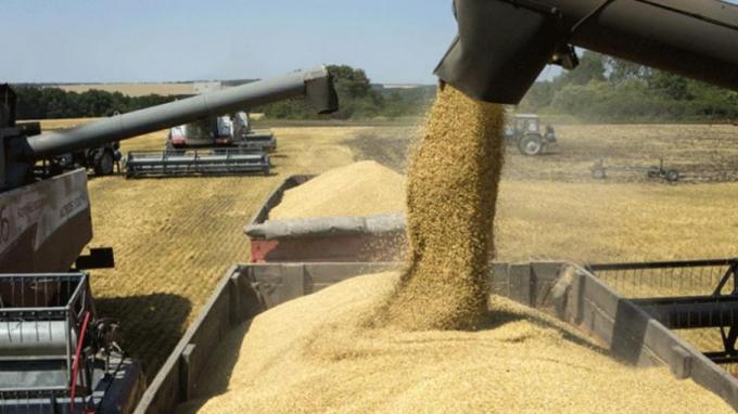 Brasil, con exportaciones y consumo interno récord de trigo, le “pasó el trapo” a la Argentina con sus políticas intervencionistas