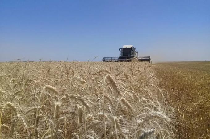 Con la cosecha estadounidense a pleno, el valor del trigo cayó un 5,7% en la Bolsa de Chicago